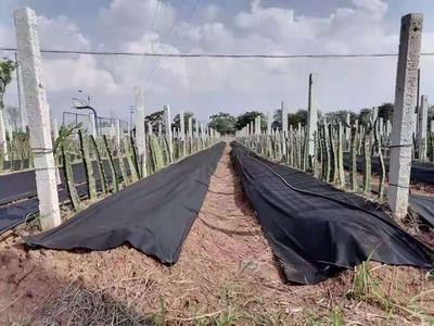 防草布云南火龙果基地