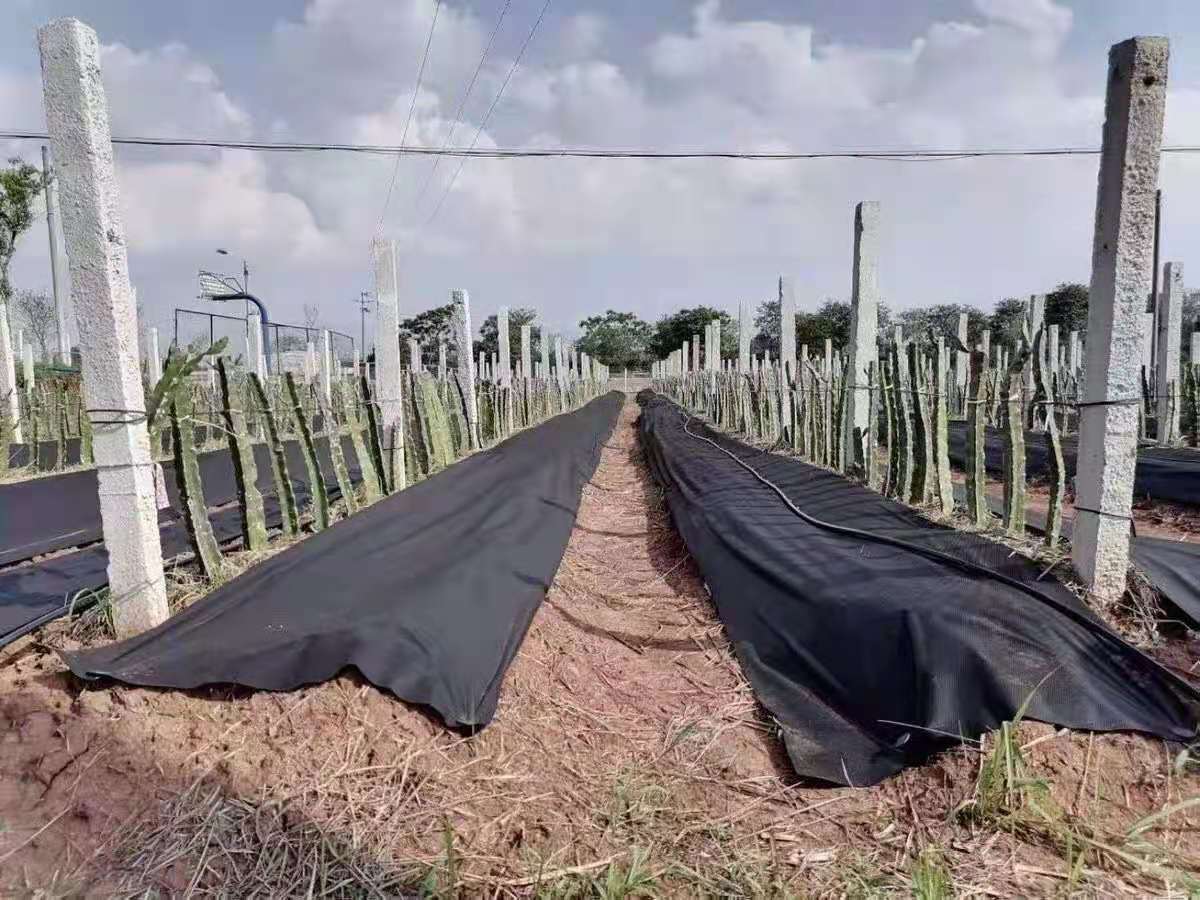 防草布云南火龙果基地