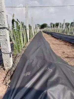 防草布云南火龙果基地