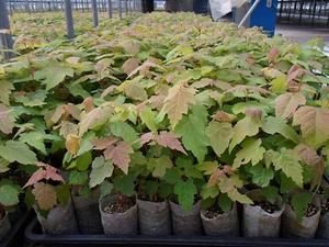 贵州红枫苗基地