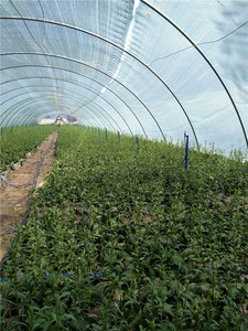 合肥园林育苗基地