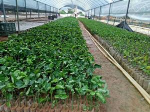 广西百香果苗基地