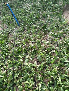 宁夏枸杞苗木基地