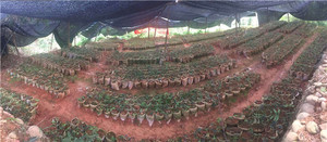 江西三叶青苗木基地